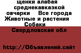 щенки алабая ( среднекавказкой овчарки) - Все города Животные и растения » Собаки   . Свердловская обл.